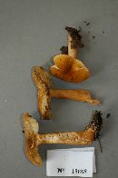 Suillus cavipes image